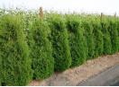 Tuia (thuja): smaragd , aurea , globosa -10+5 gratis 1m -1,20cm inaltime